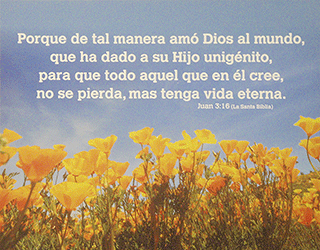 10" x 8" Tarjeta de texto frameable: (Amapolas amarillas) Juan 3:16 by IBH