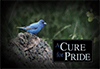 A Cure for Pride