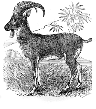 Goat of Sinai