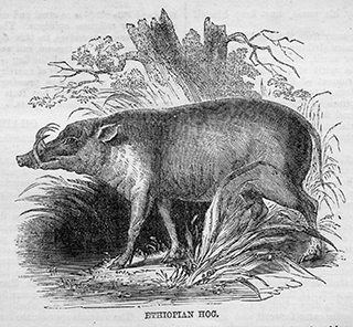 Ethiopian Hog