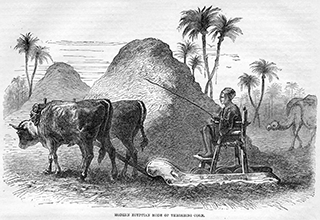 Egyptian Mode of Threshing Corn