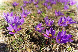 Crocus Sativus