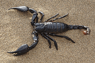 Scorpion 1