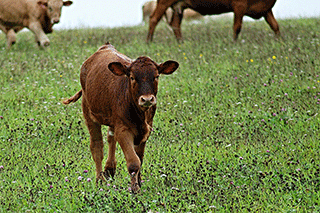 Calf