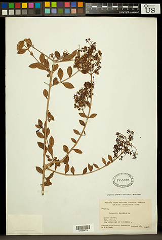 Lawsonia Inermis
