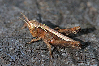 Nymph Grasshopper