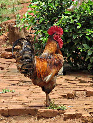 Cock