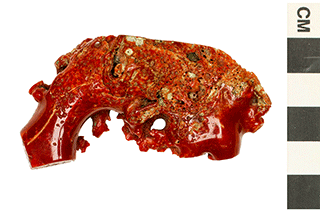 Red Coral