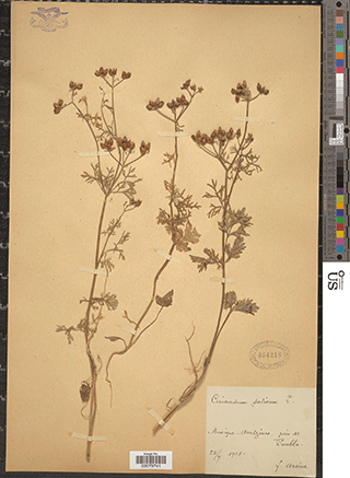 Coriandrum Sativum