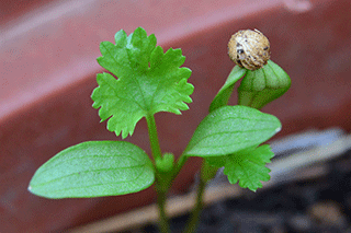 Coriandrum sativum