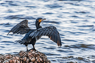Cormorant