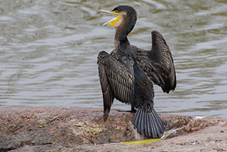Cormorant