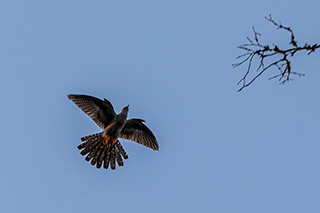 Common Cuckoo