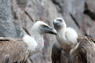 Gyps Fulvus