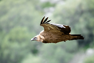 Gyps Fulvus Flying