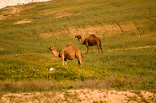 Camels