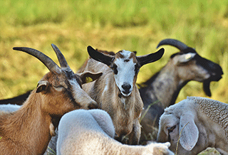Flock of Goats