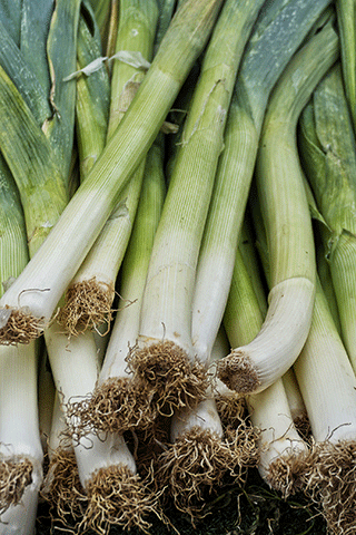 Leek