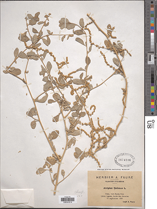 Atriplex Halimus