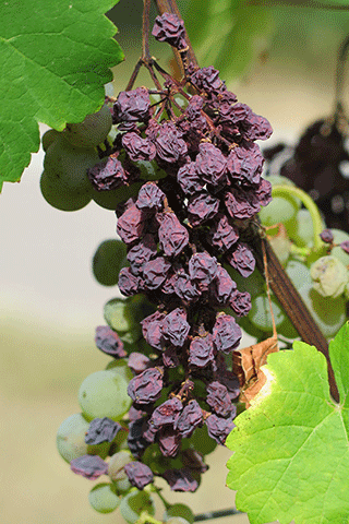 Raisins