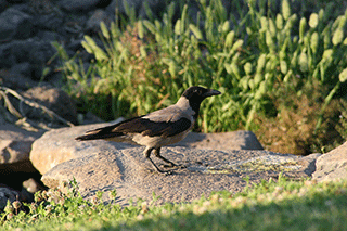 Hooded Crow