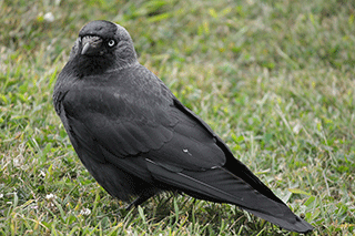 Jackdaw