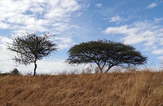 Acacia Nilotica
