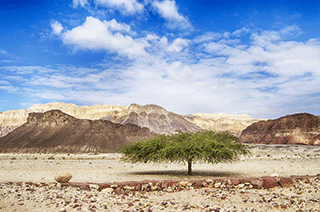 Acacia Tree