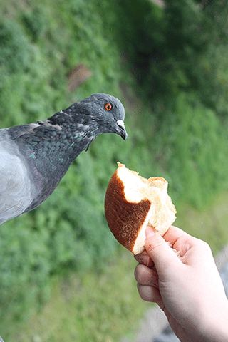 Bread