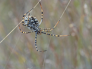 Spider