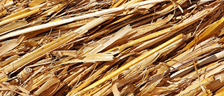 Straw