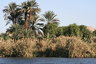 Nile