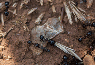 Ants