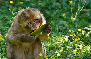 Barbary Ape