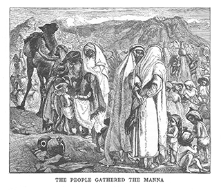 The people gathering the manna
