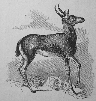 The roe-buck