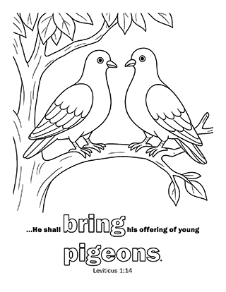 Pigeons