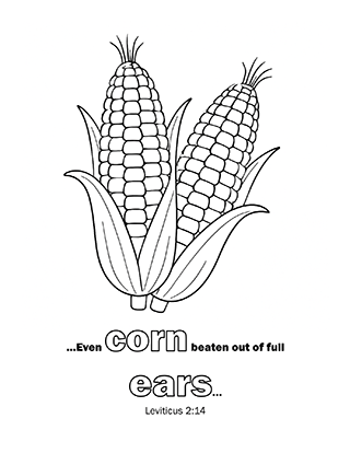 Full Ears of Corn